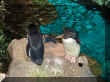 pinguin.jpg (94058 bytes)